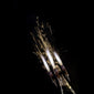 Tri-Coloured Ice Fountains - 30 Seconds